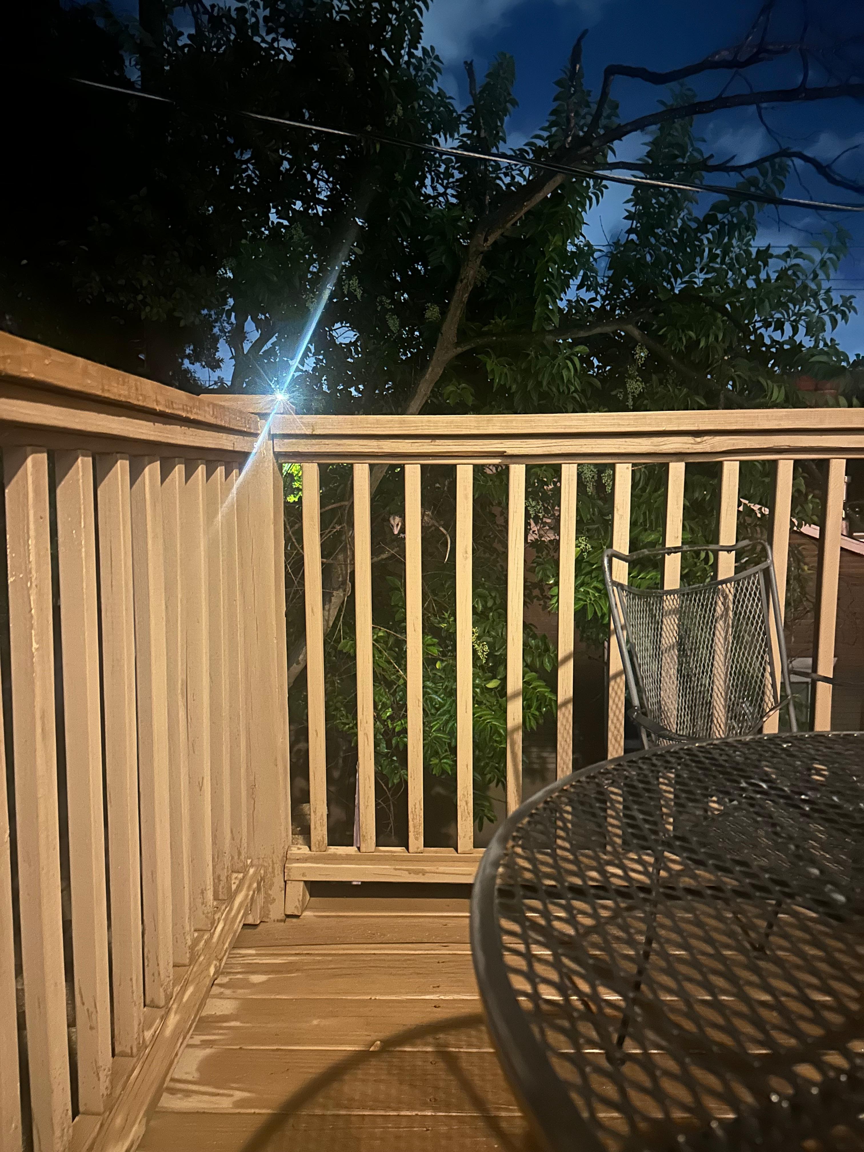 This was my buddy on the porch in the evening.