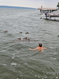 Swimming with the ducks