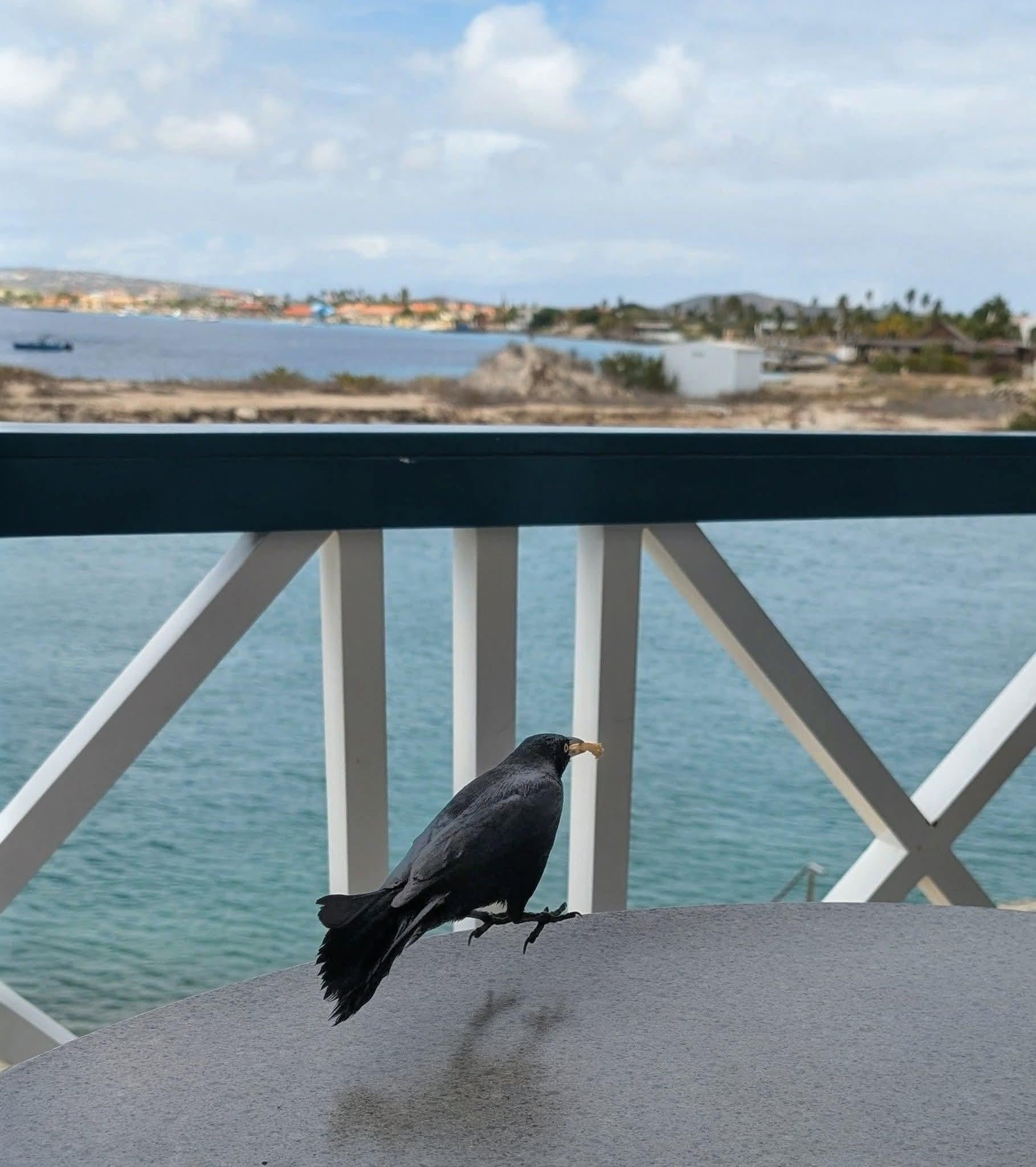 Breakfast guest