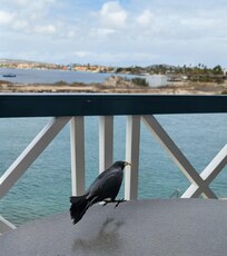 Breakfast guest