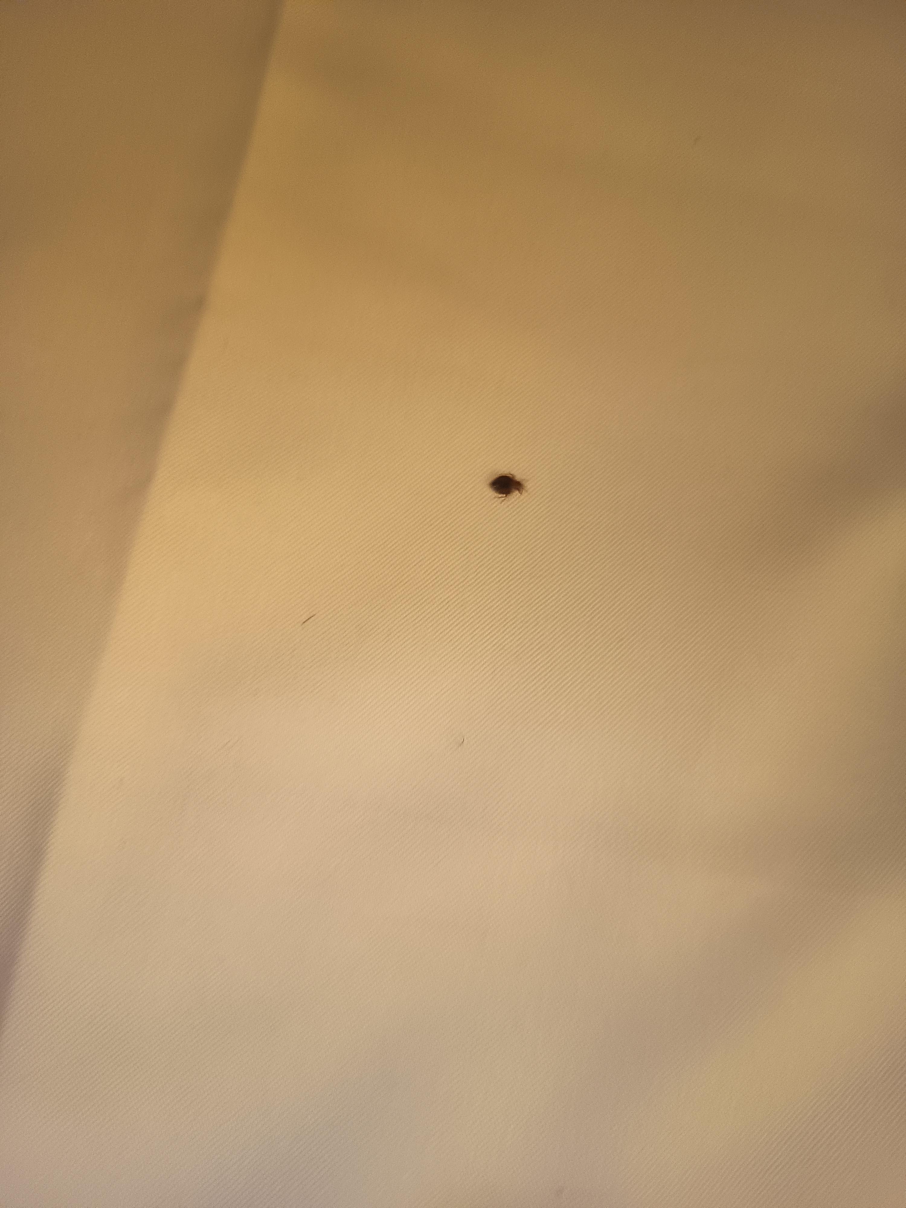 Punaise sur la couette 