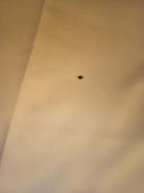 Punaise sur la couette