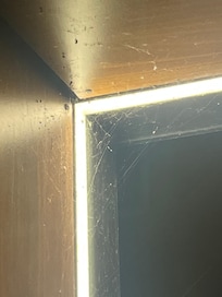 Spiders galore!