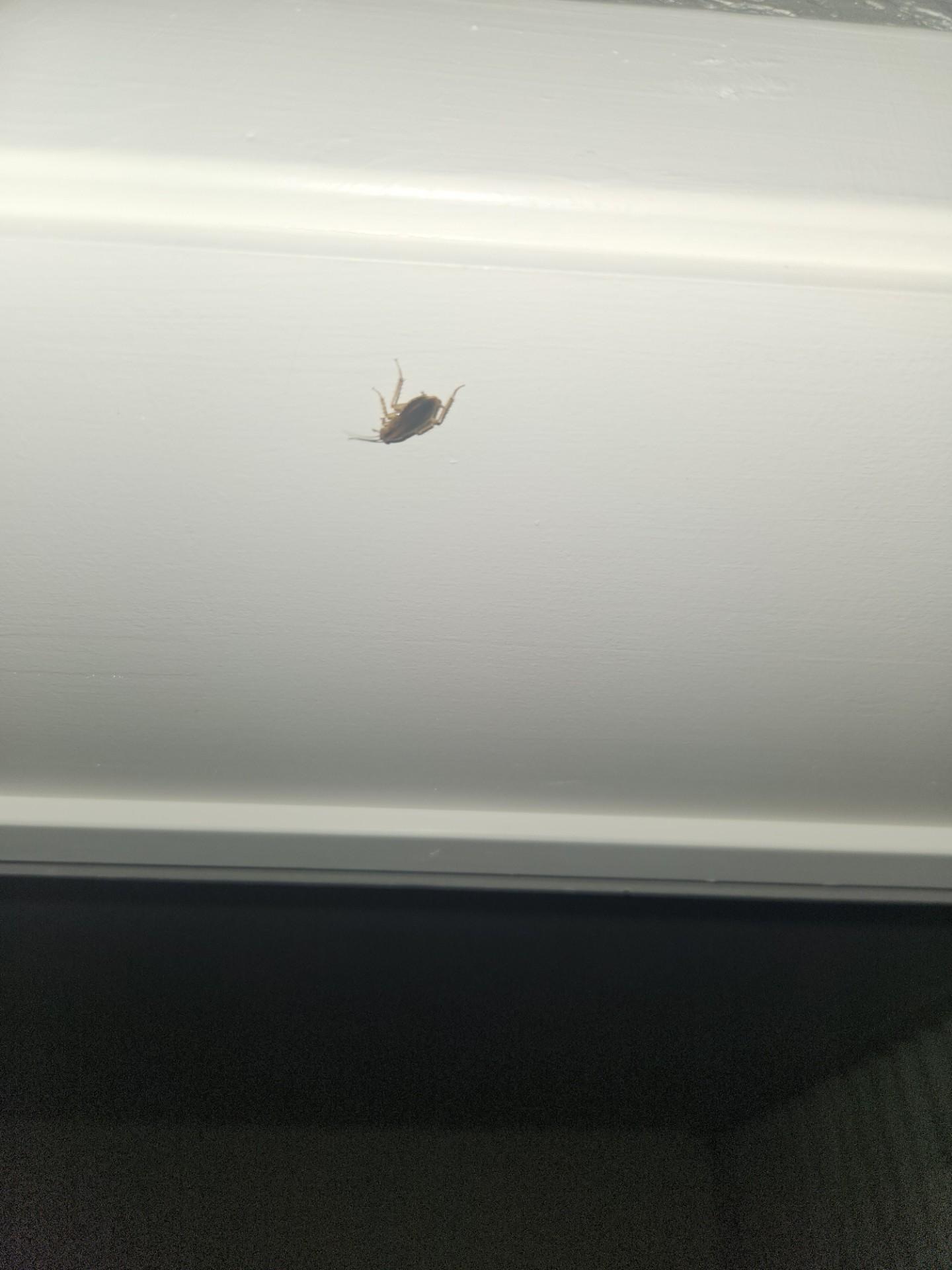 cockroach in the room