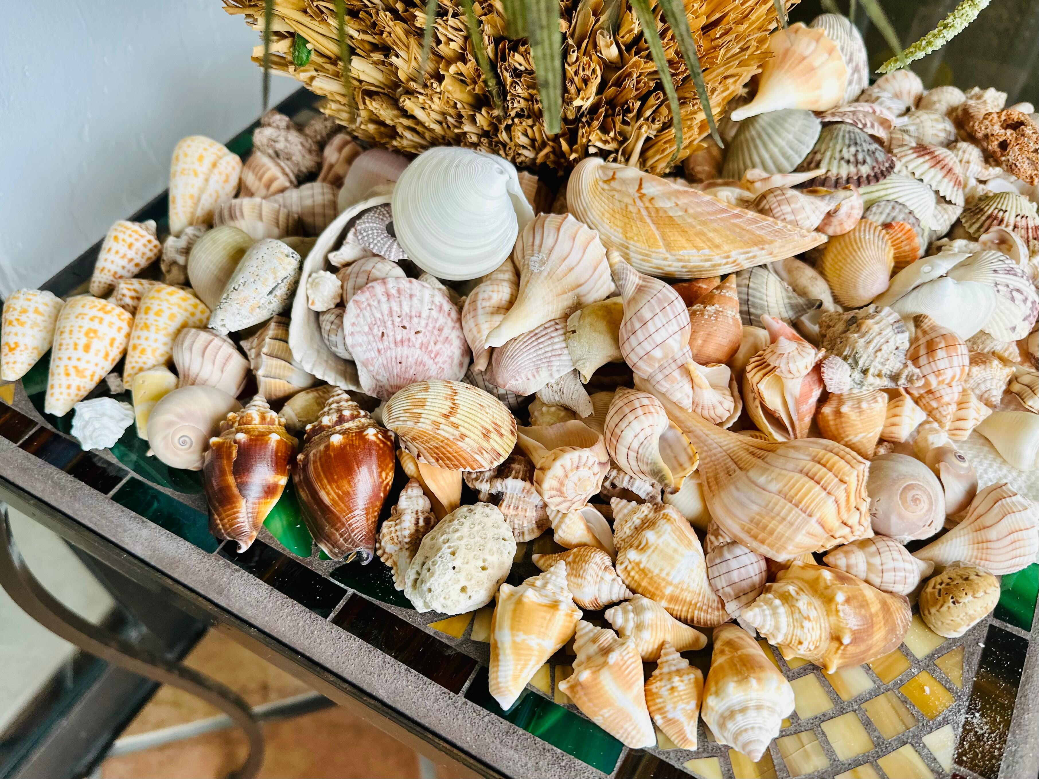 Shells I found on the beach