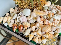 Shells I found on the beach