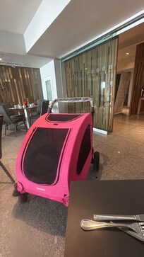 en las áreas comunes no está permitido a menos que permanezca en el kennel en todo momento sin ladrar o perturbar la paz de los demas