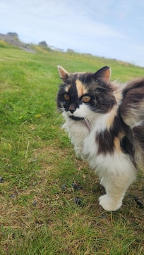 Kitty friend
