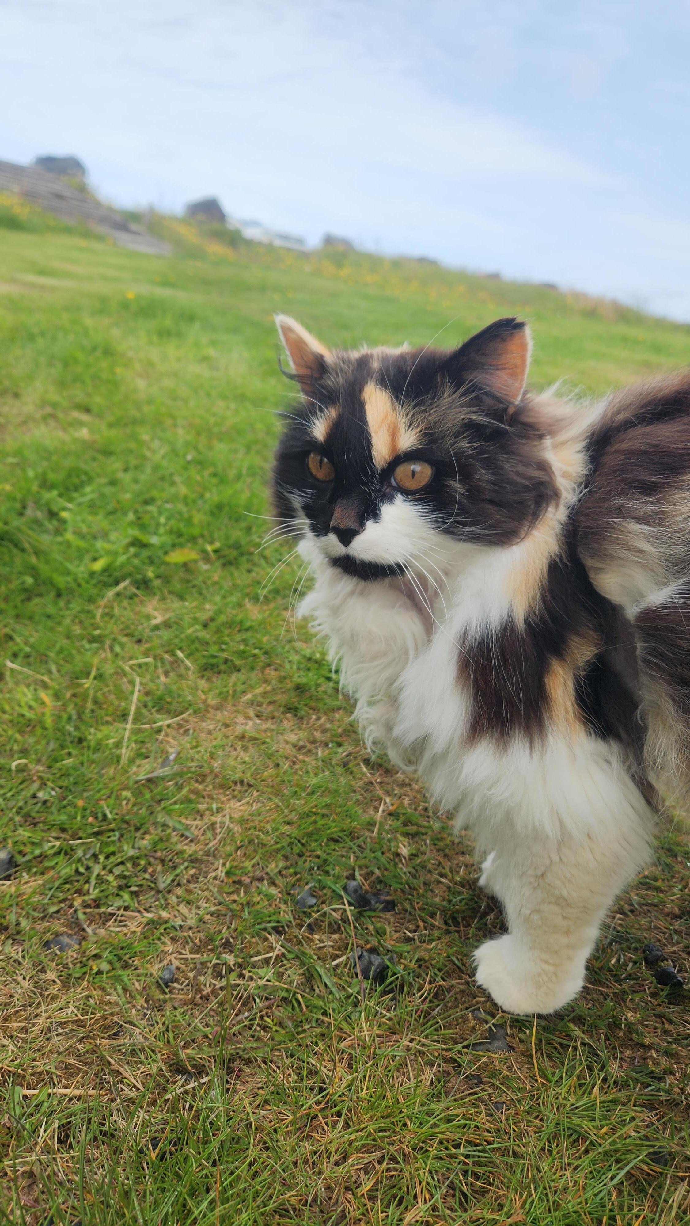 Kitty friend