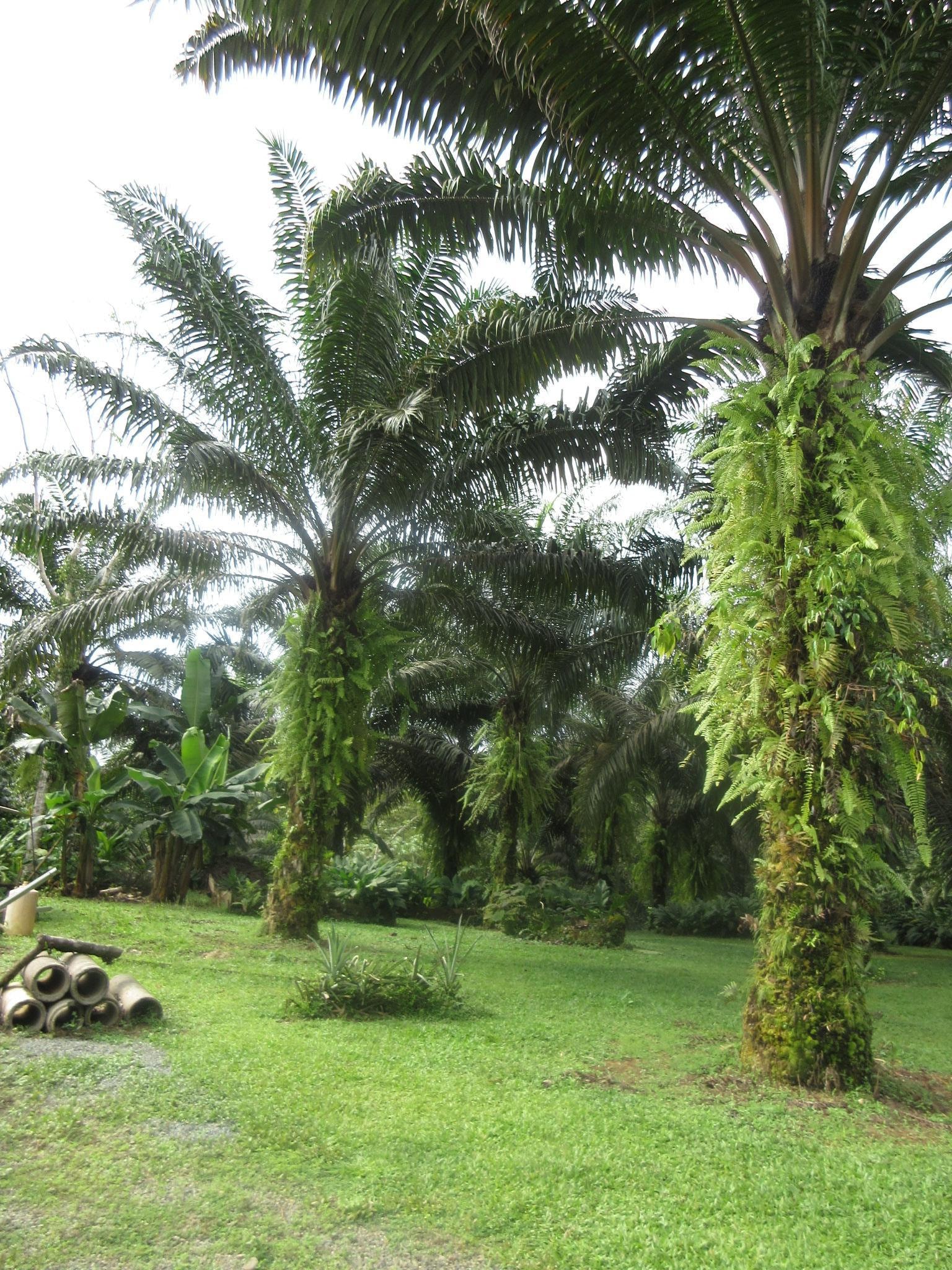 An exceptional farm tour at https://fincaagricolaelrocio.wixsite.com/info 