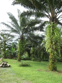 An exceptional farm tour at https://fincaagricolaelrocio.wixsite.com/info