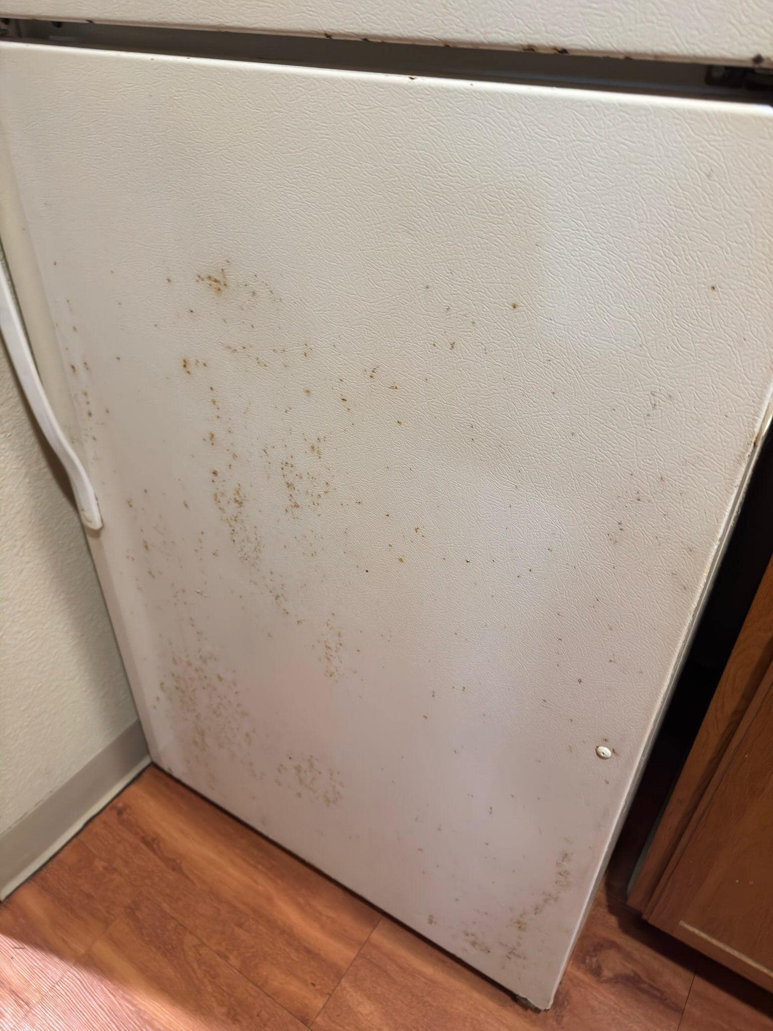 Rust and roaches on the fridge