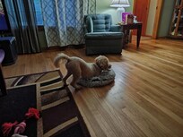 Sherbert plays with a toy while we watch TV.