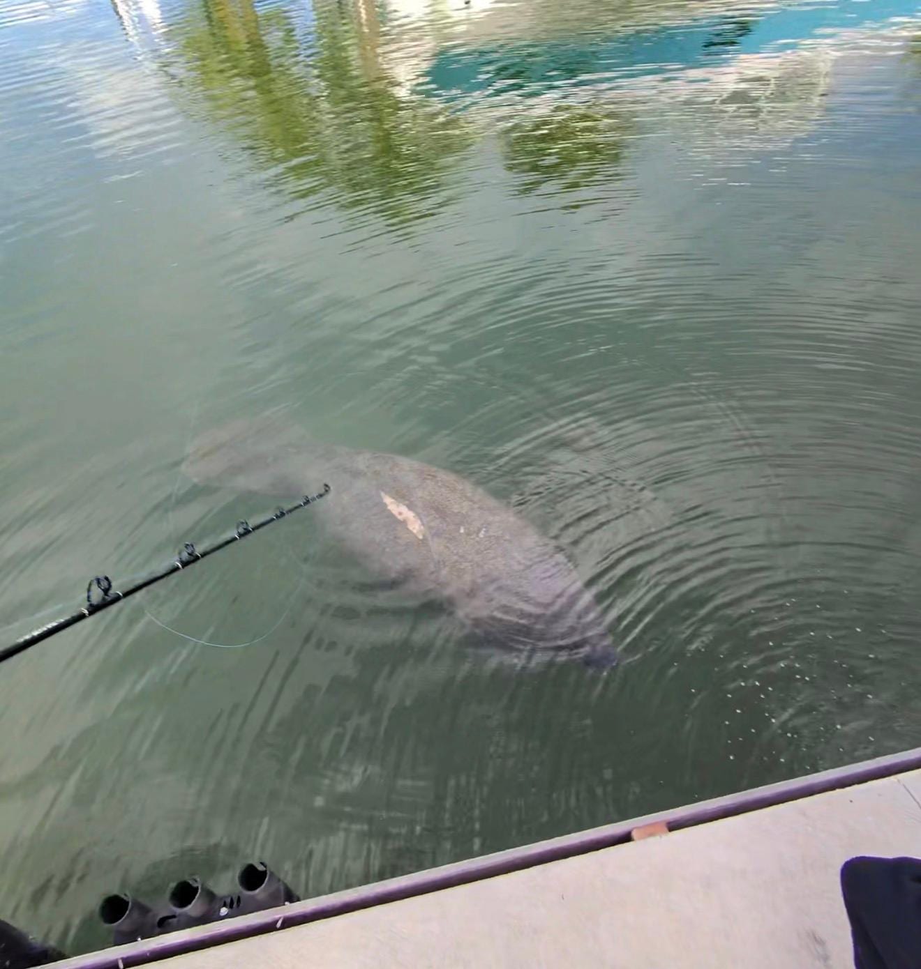 Manatees drink from the hose 