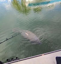 Manatees drink from the hose