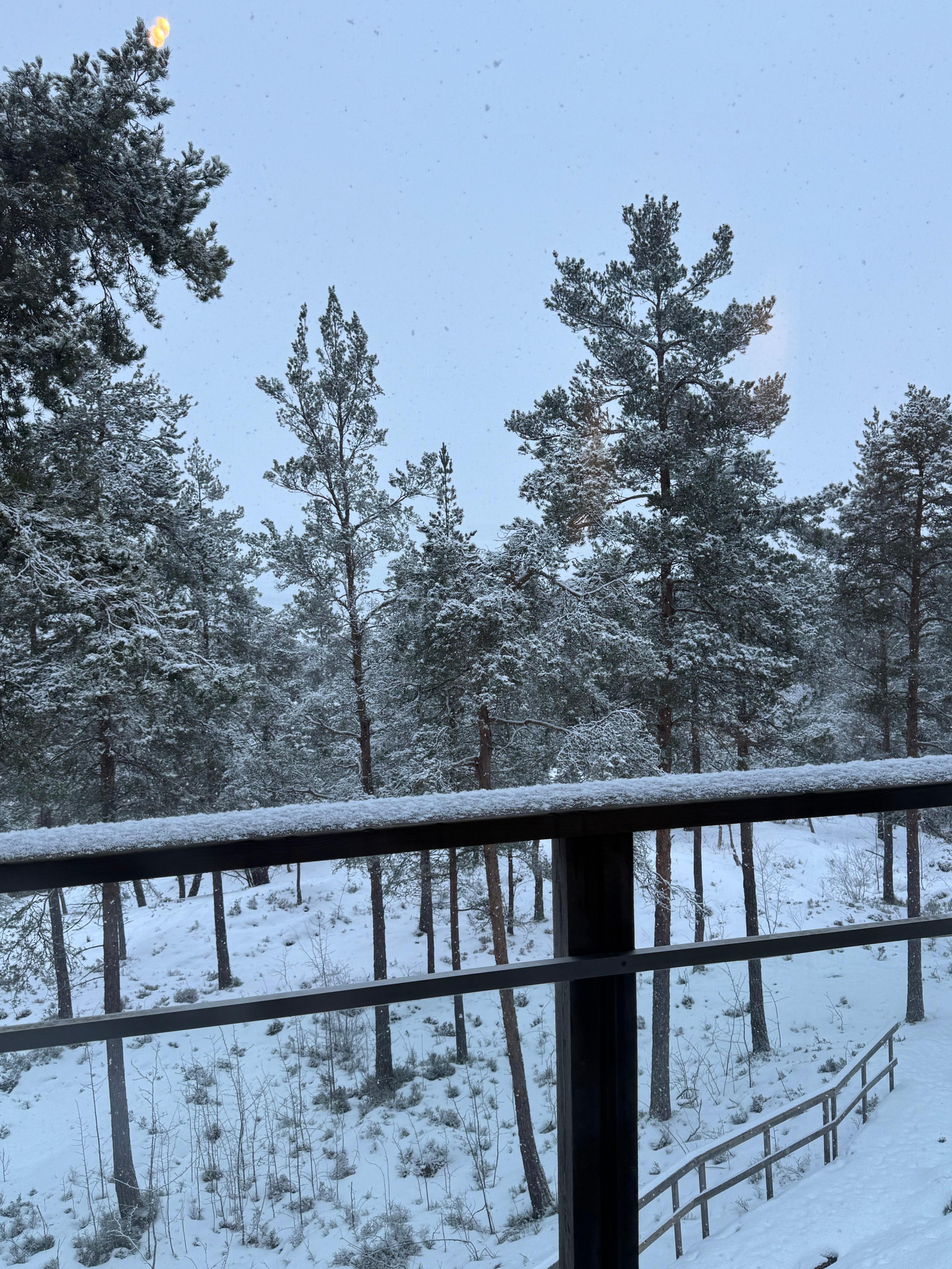 The beautiful trees from our balcony 