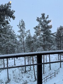 The beautiful trees from our balcony