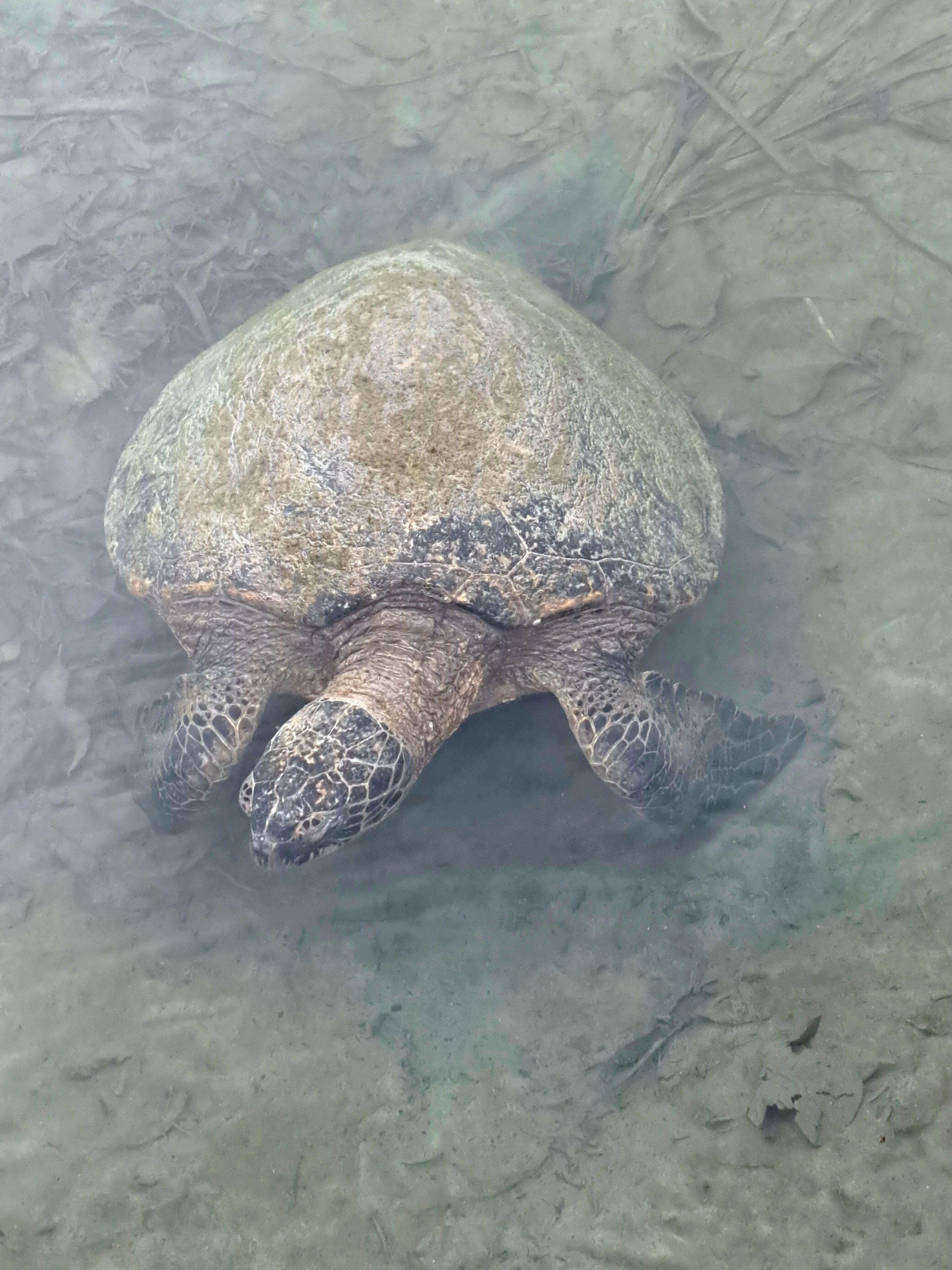 Local Green Sea Turtle!