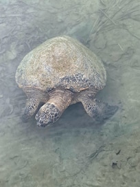 Local Green Sea Turtle!