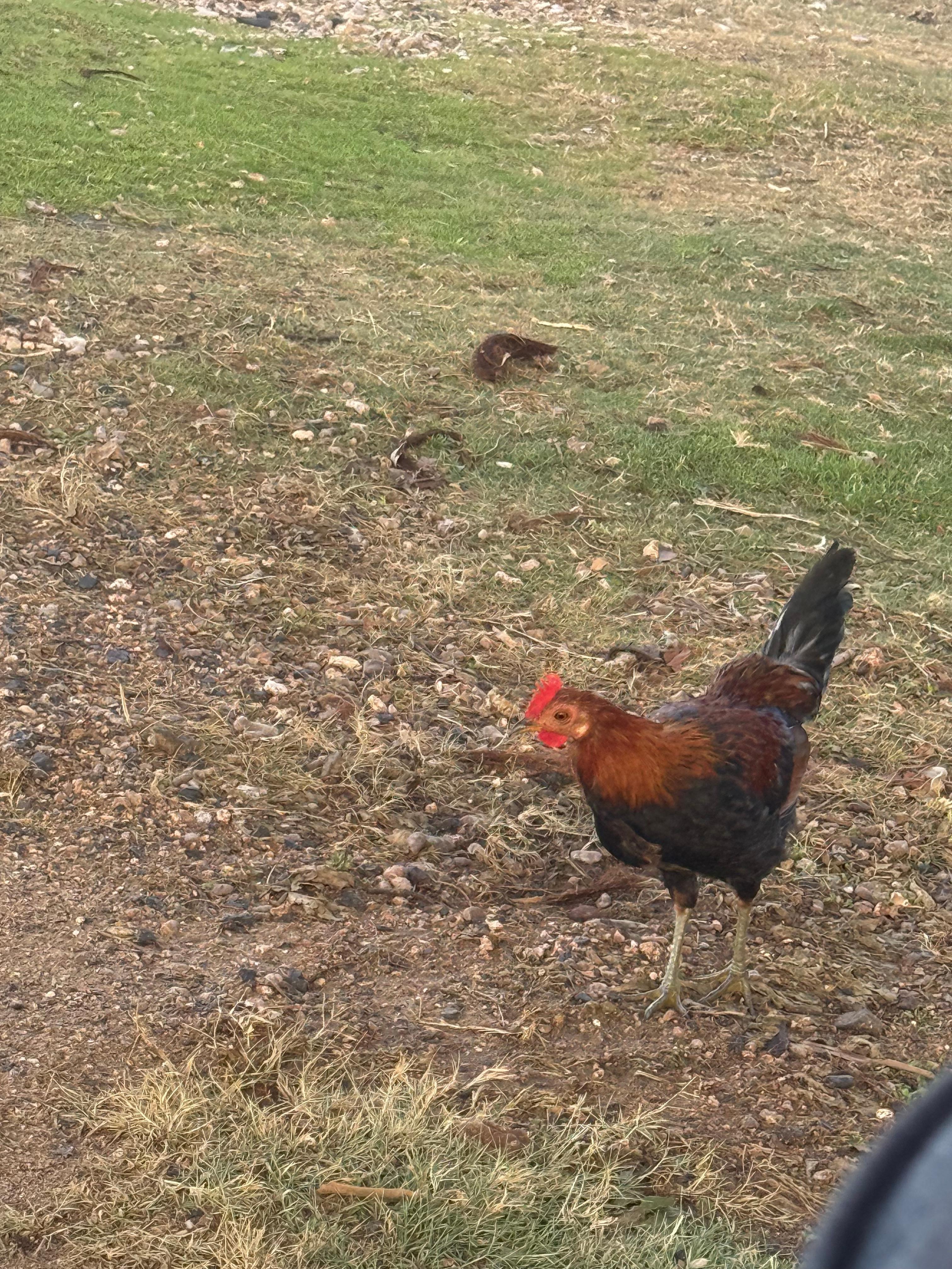 Lots of wildlife around