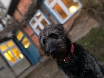 Hund im Hof nach viel Auslauf