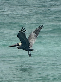 Seagull