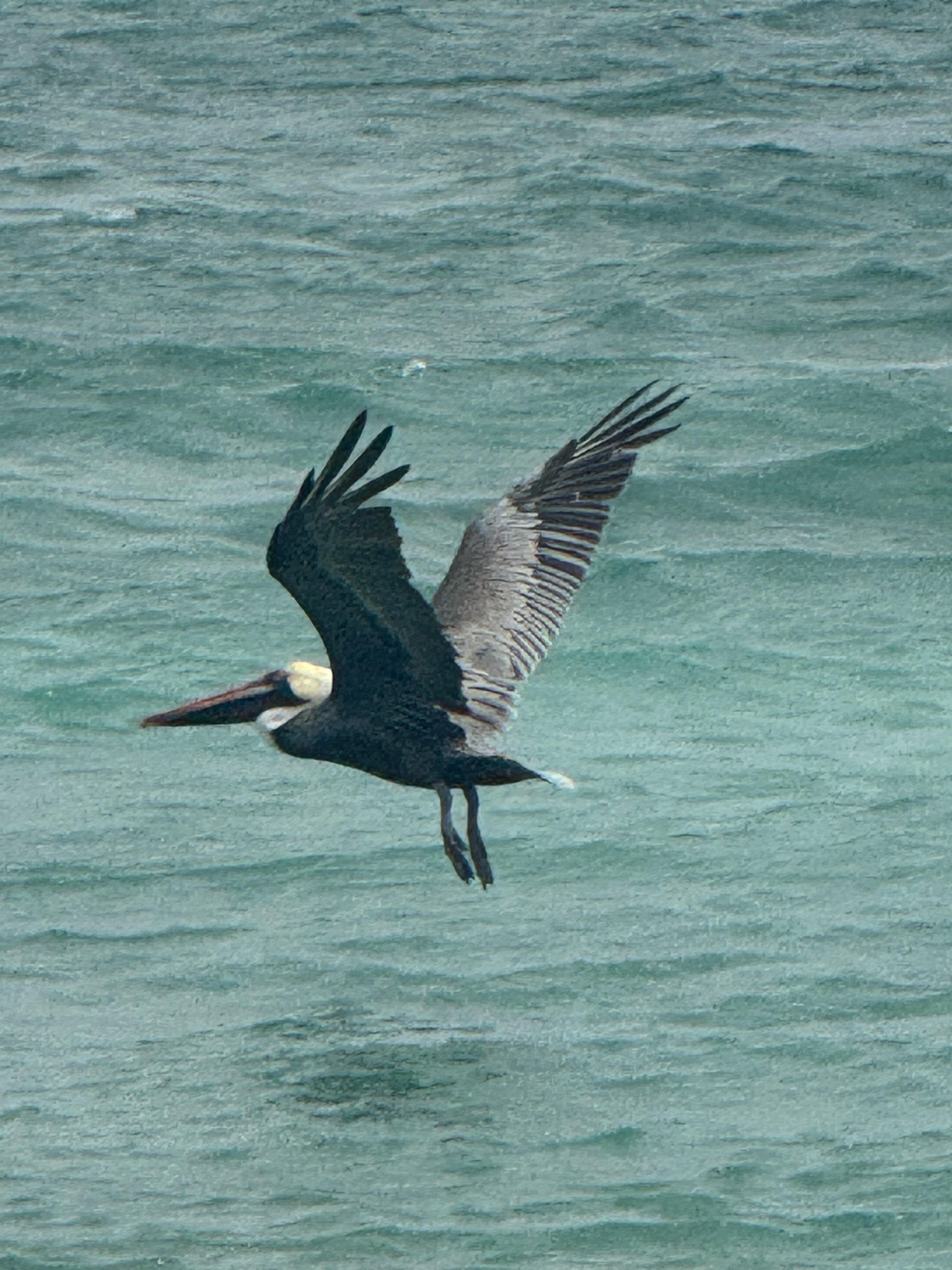 Seagull 