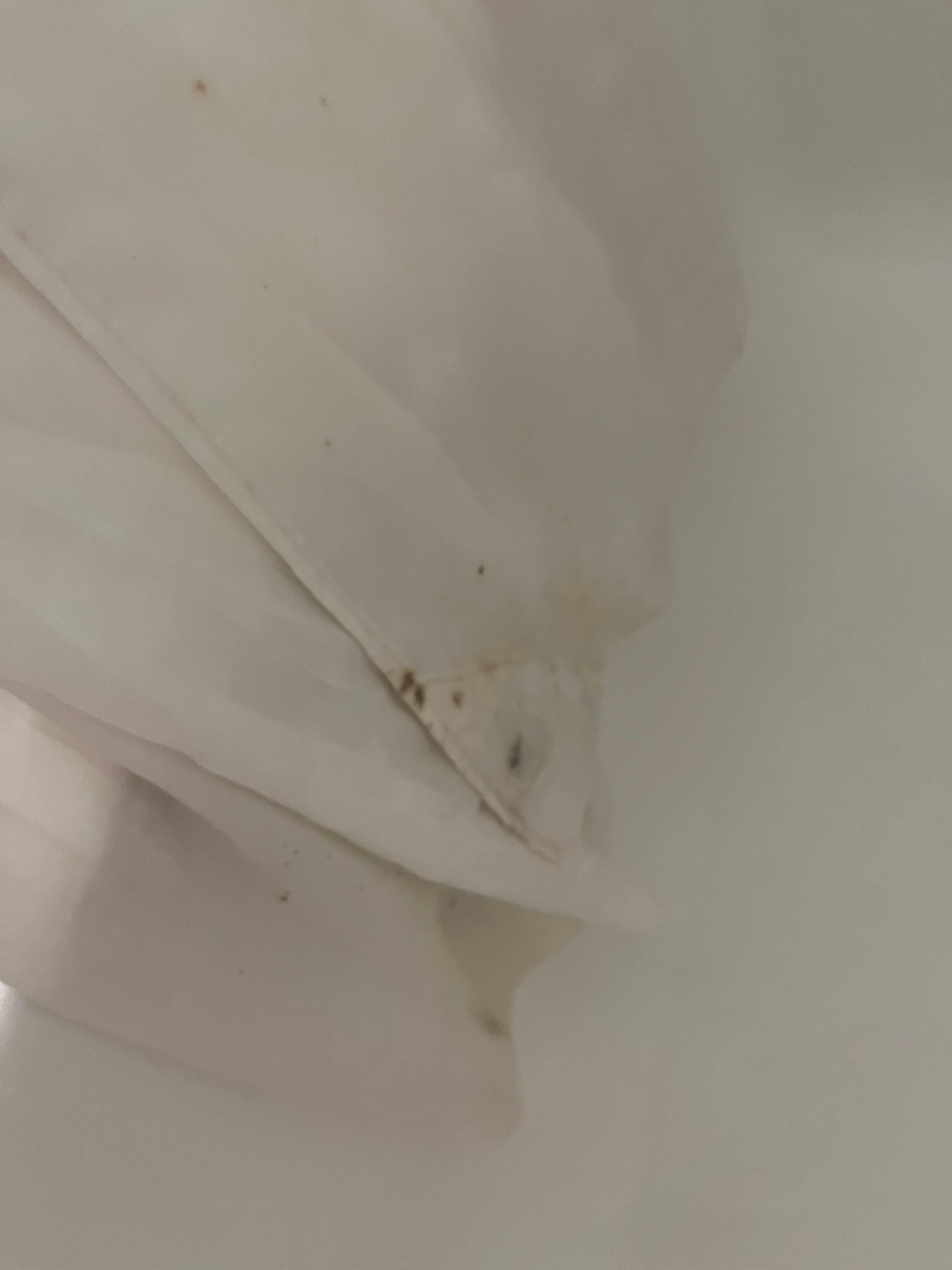 Black on the bottom of the shower curtain