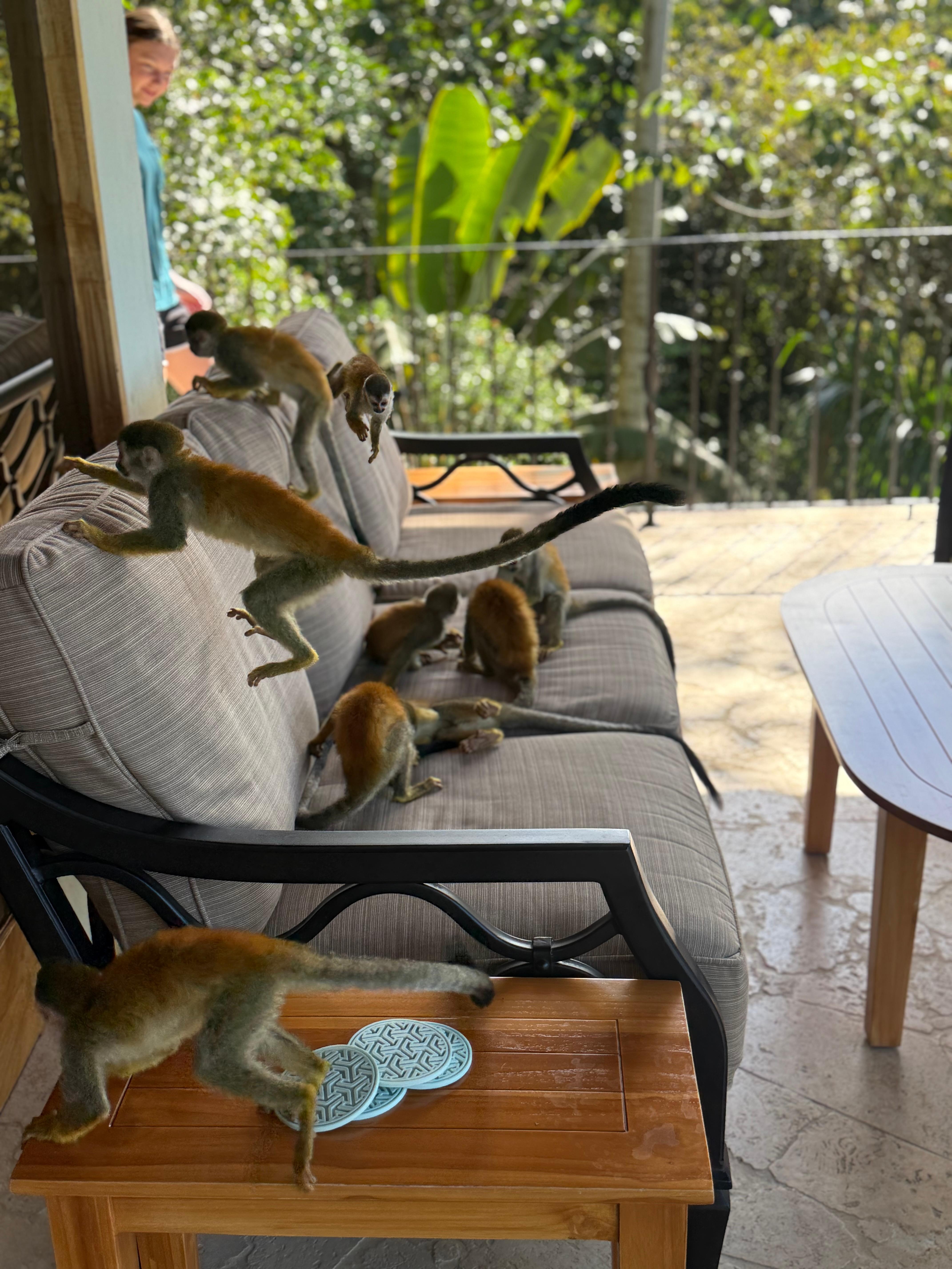 These little squirrel monkeys came to play on our last day--they spent about 10-15 minutes being so rough-and-tumble with each other--they had us laughing so hard! And then they were gone!