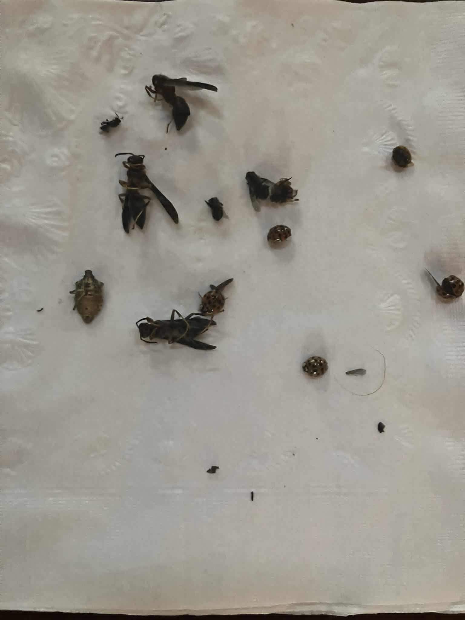 just a few of the wasps and other bugs flying around the cabin, and since one of us is allergic to wasps, we had to leave 1 day early.