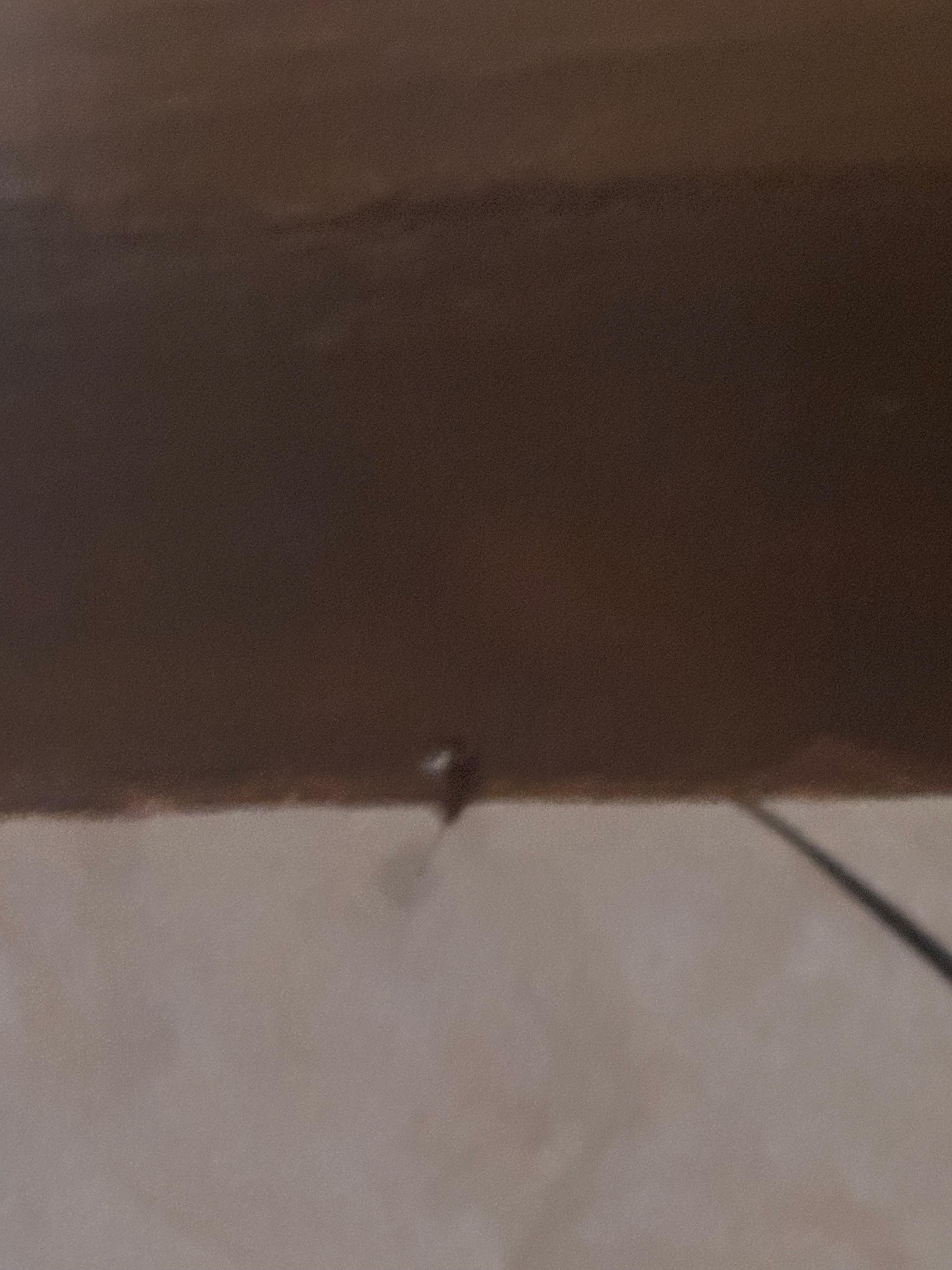 Roach from first room 