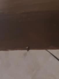 Roach from first room