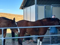 Friendly horses accept pets and love.