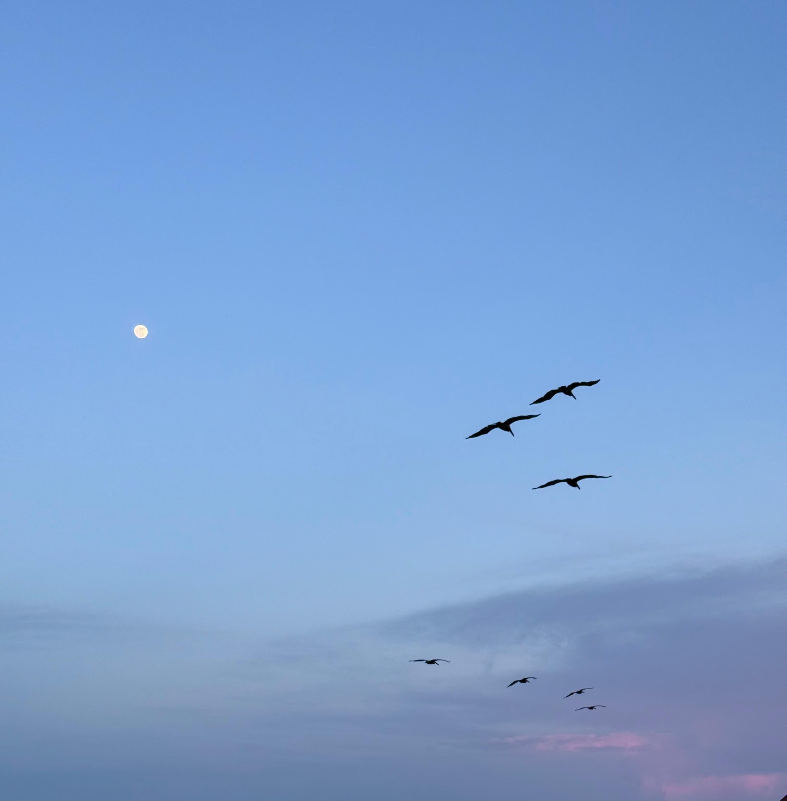Pelicans fly by every day 