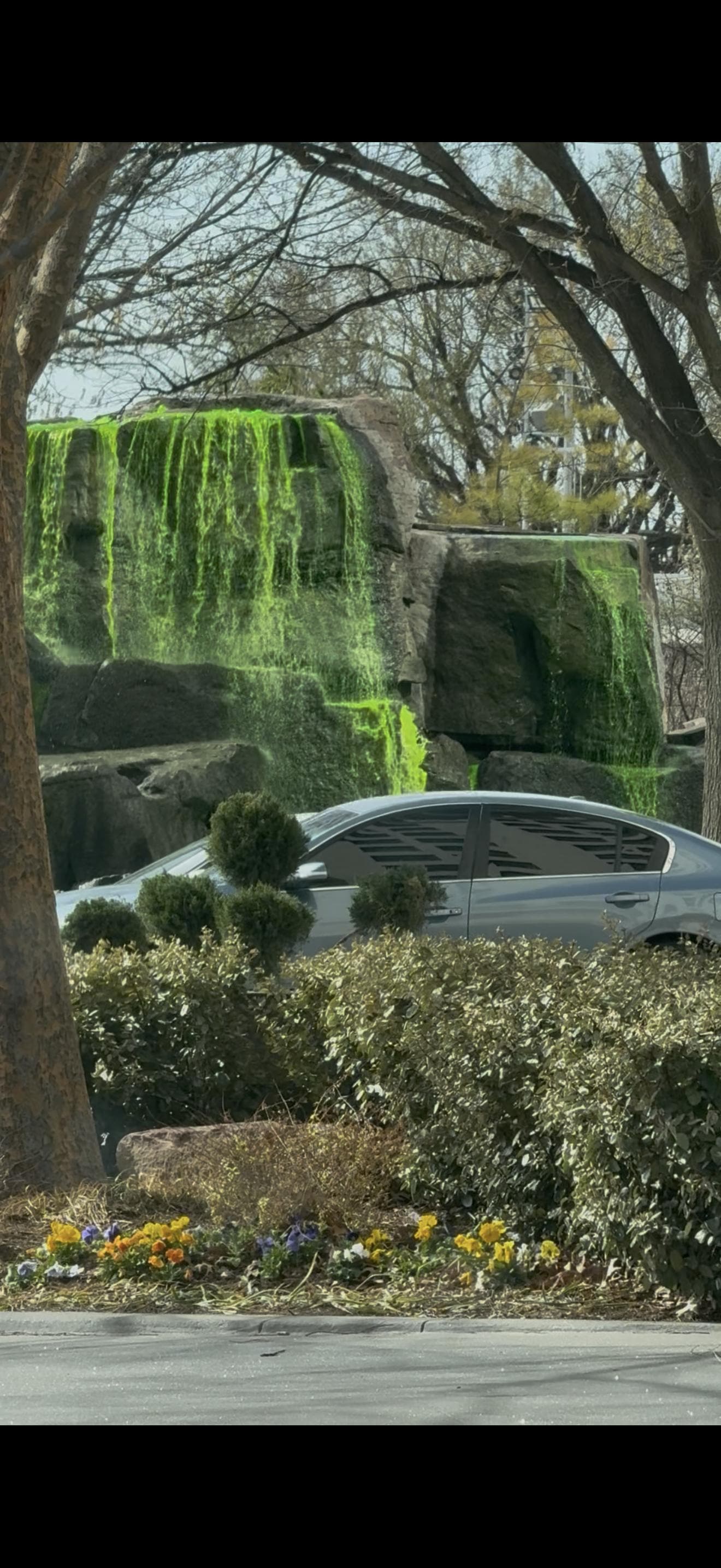 St pats day!  Tulips were also all in bloom 