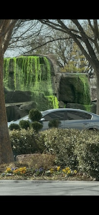 St pats day! Tulips were also all in bloom