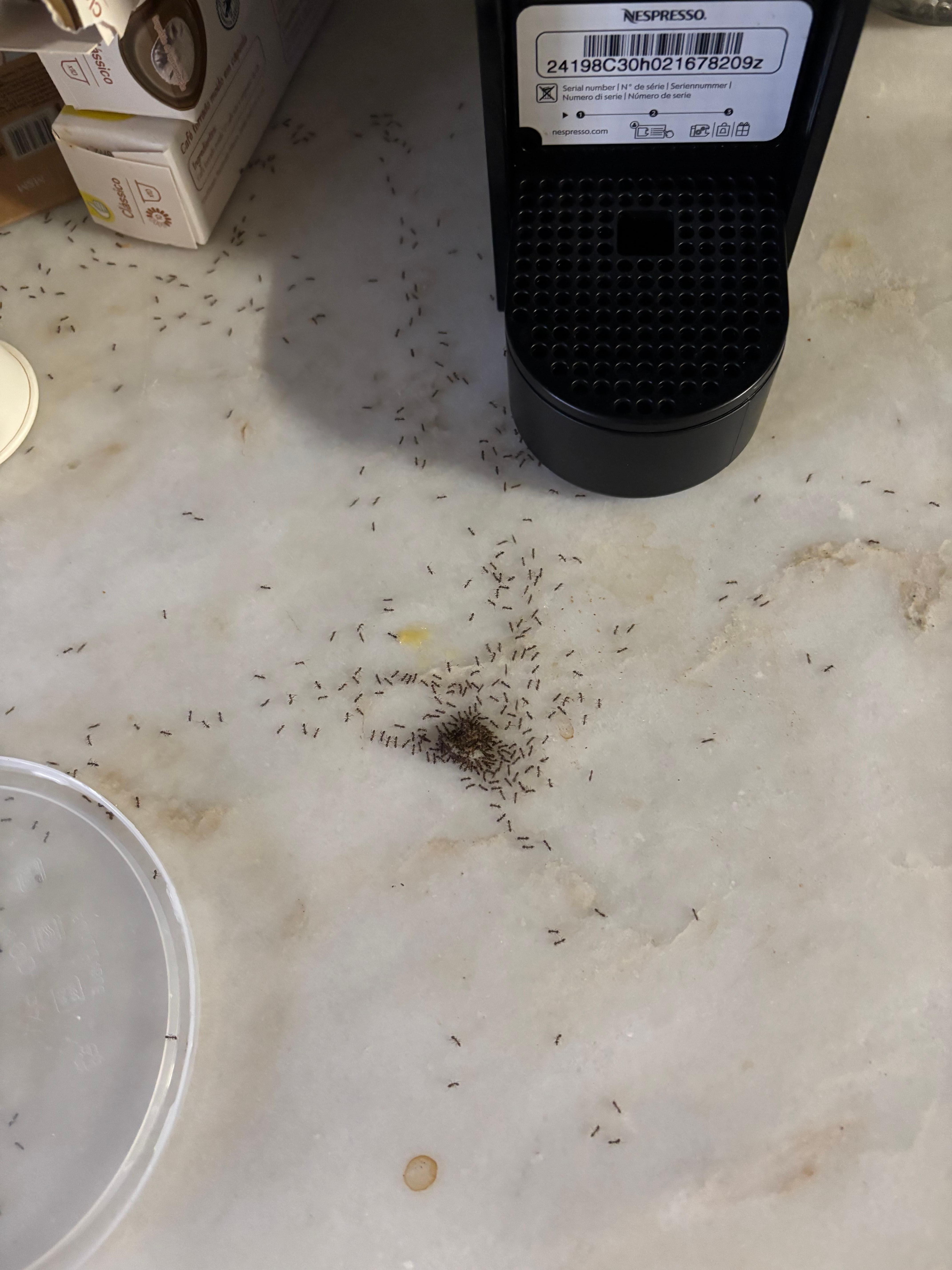 Super les animaux de compagnies 