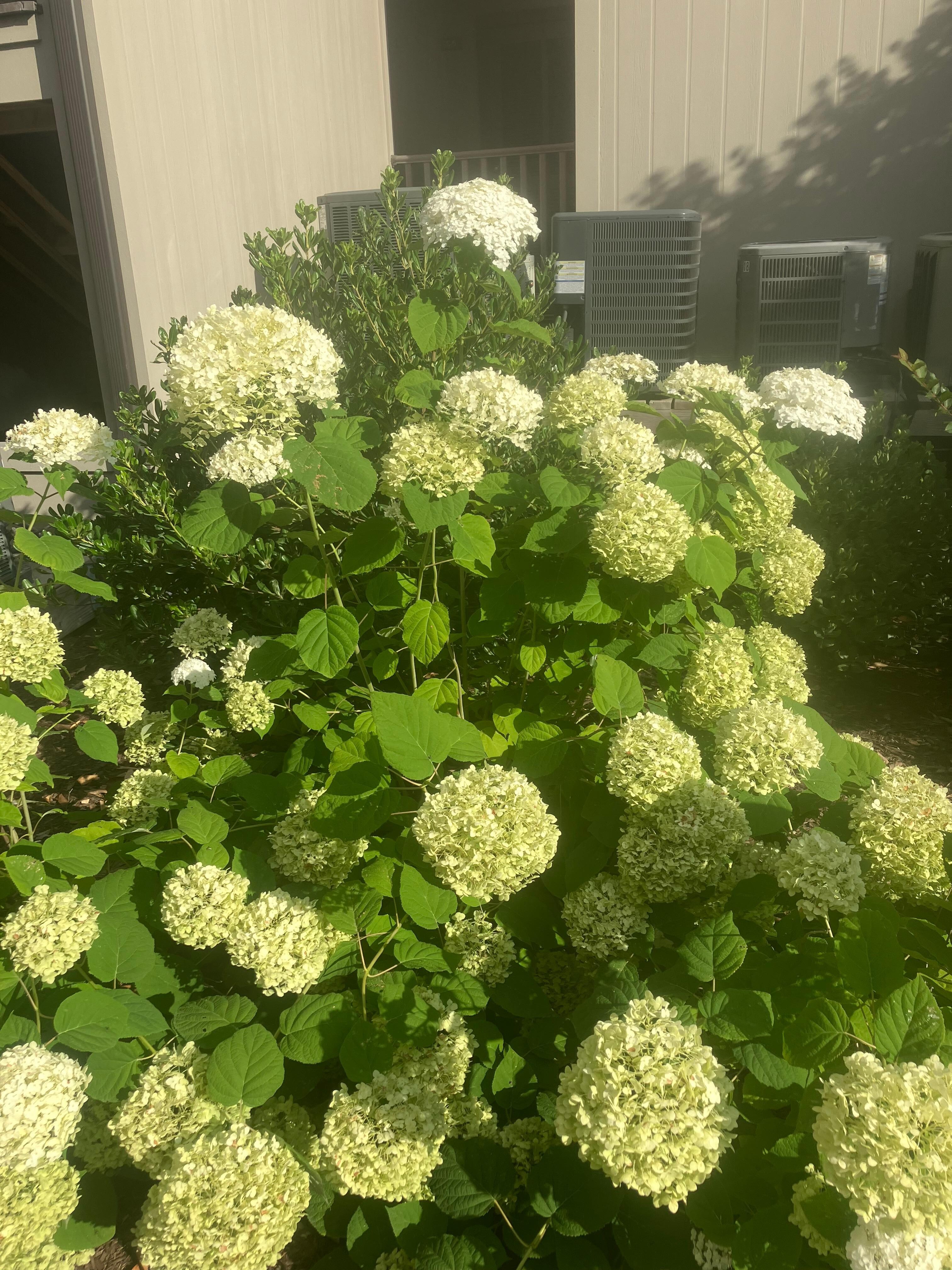 Landscaping .