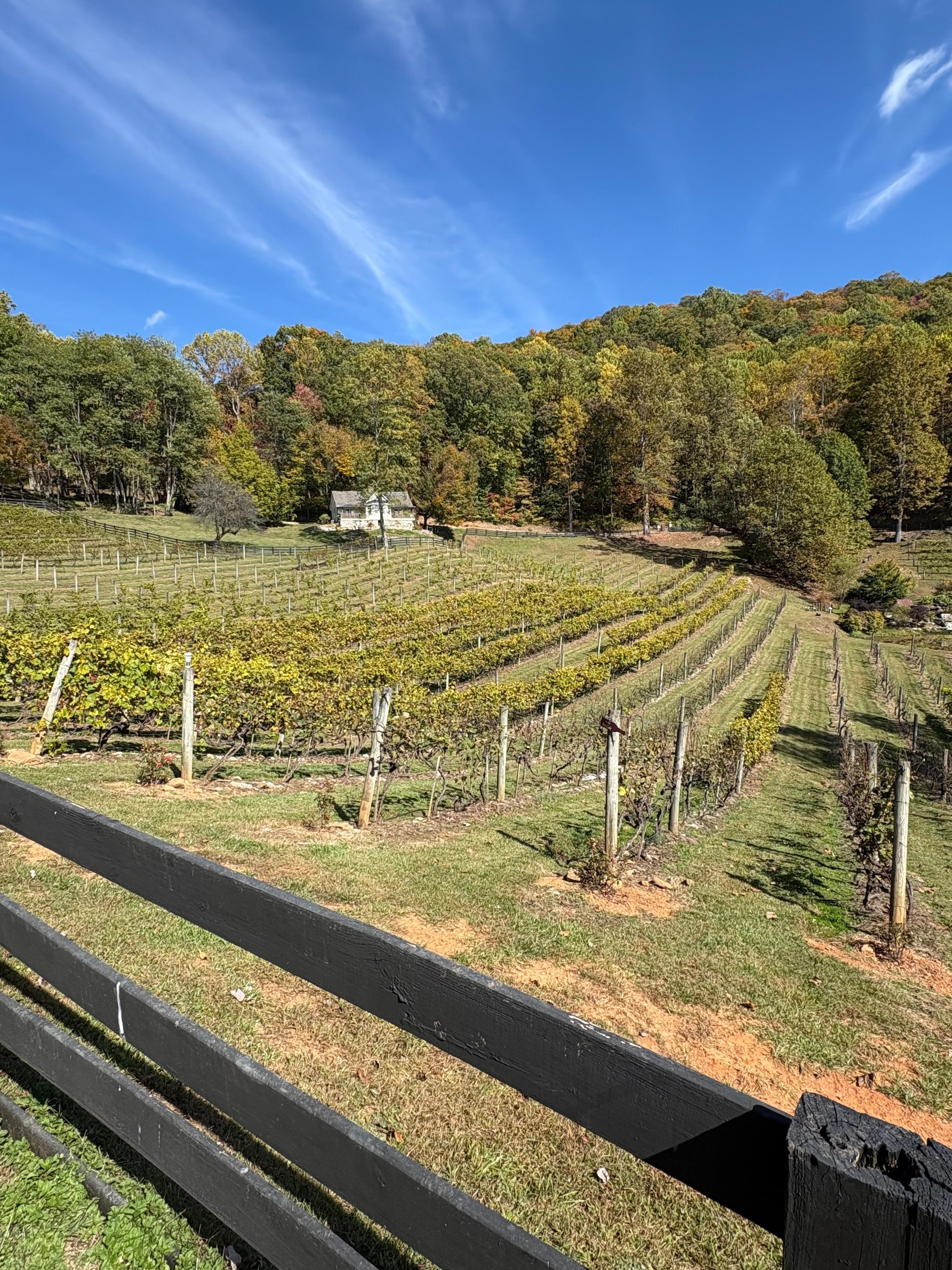 High Holly Vineyard 