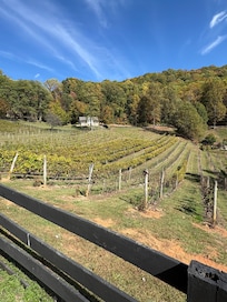High Holly Vineyard
