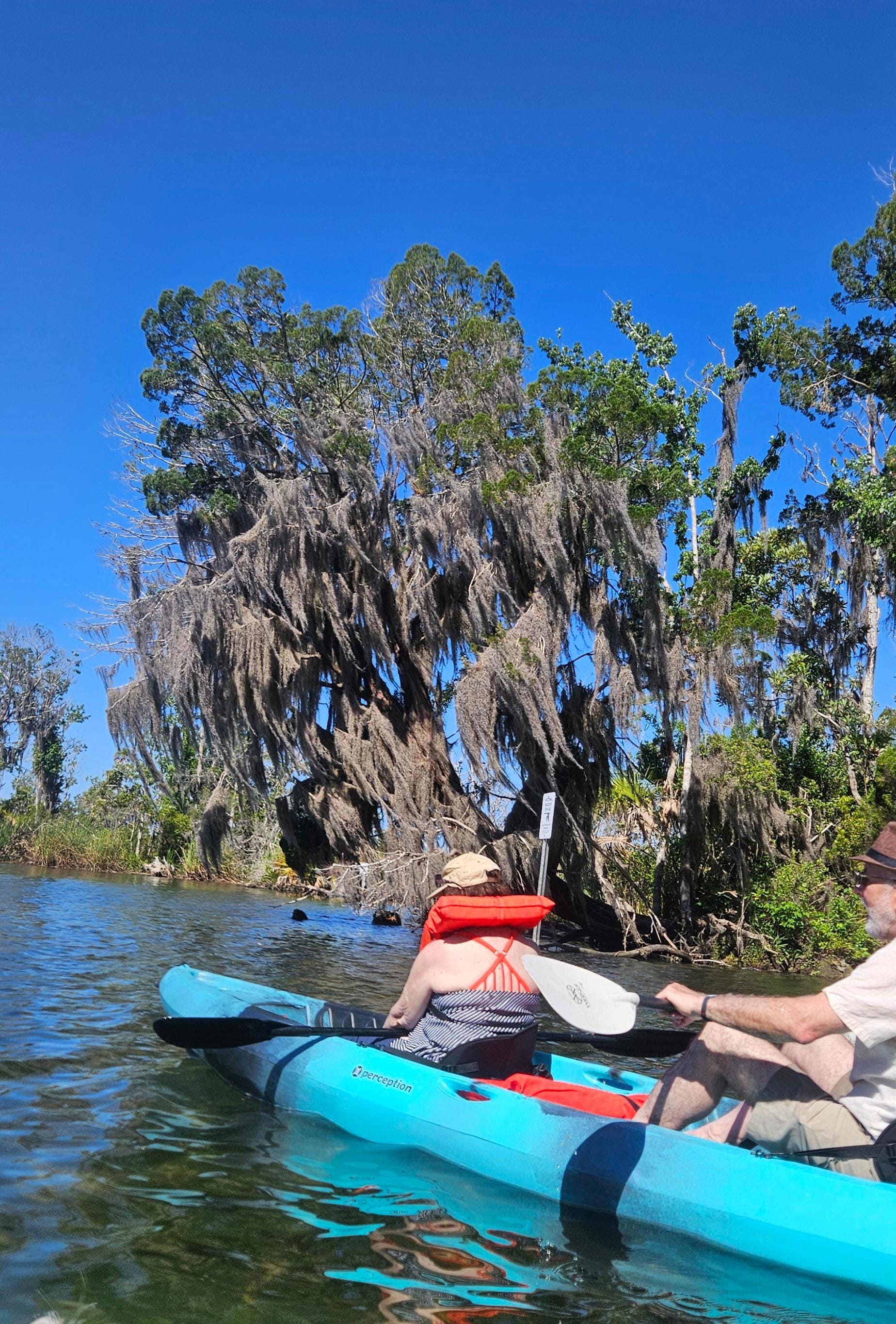 Kayaking Kings spring, a short paddle away from the dock. Lots of manatee!