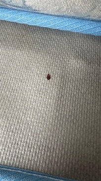 Bed bug