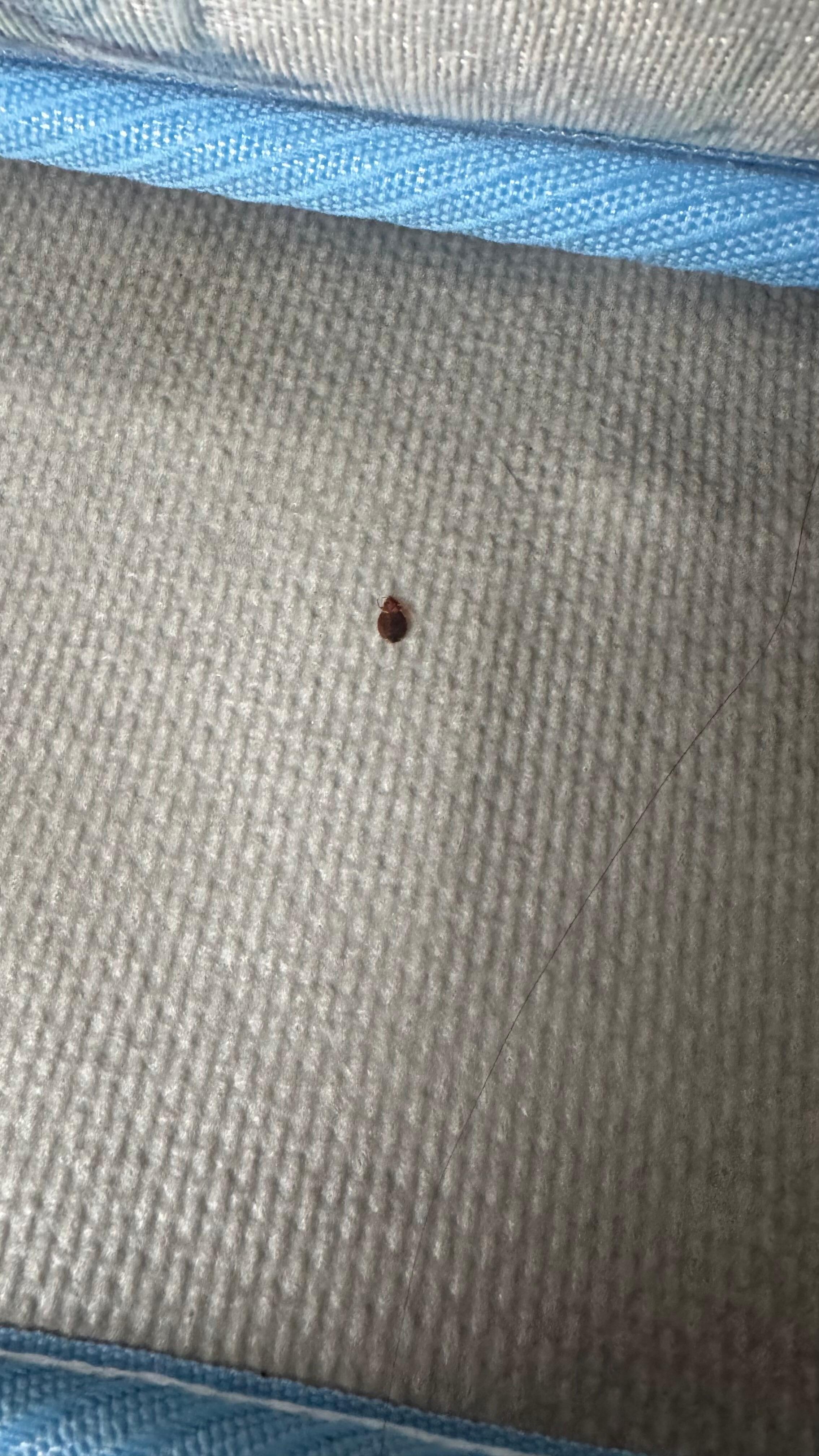 Bed bug