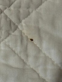 Bed bug that was crawling in the bed.