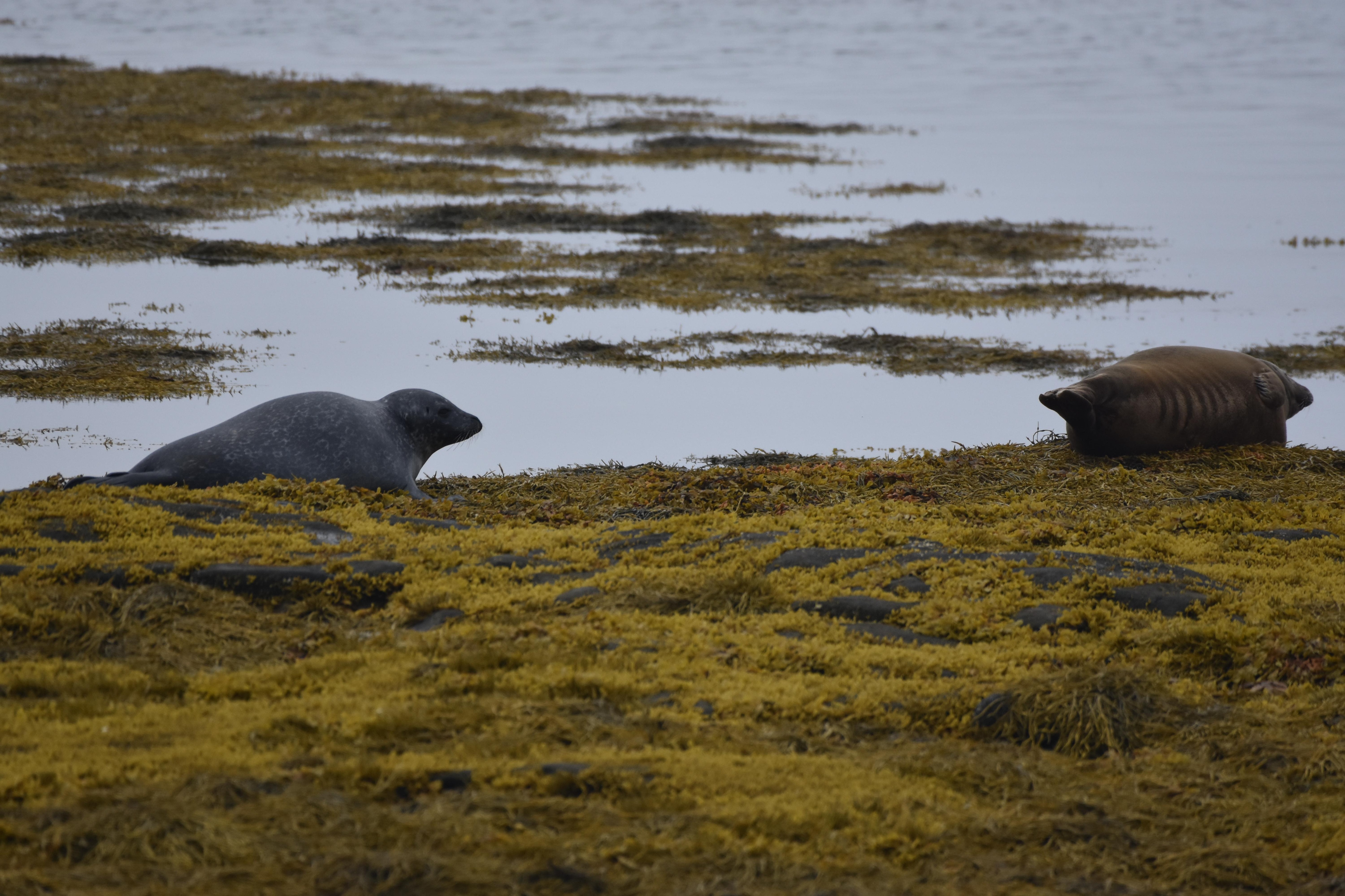 Some of the seals we saw on the road out!  Amazing.  Low tide and we saw many!  Another reason to stay here.