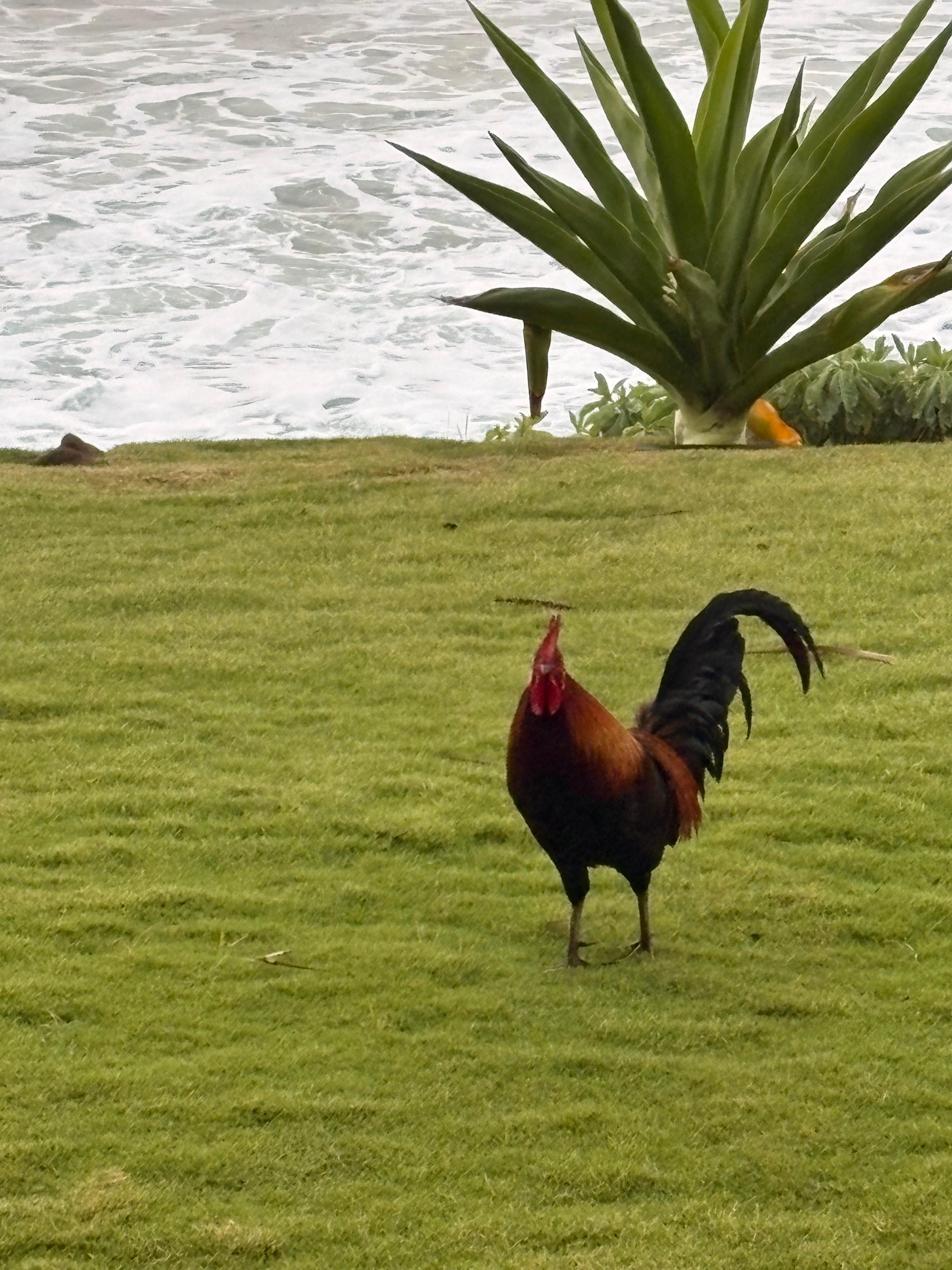 Many rooster's and chickens greeted us. 