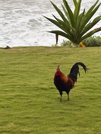 Many rooster's and chickens greeted us.