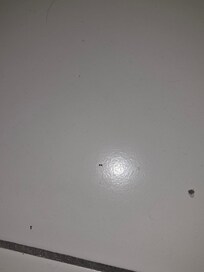 Ants in room