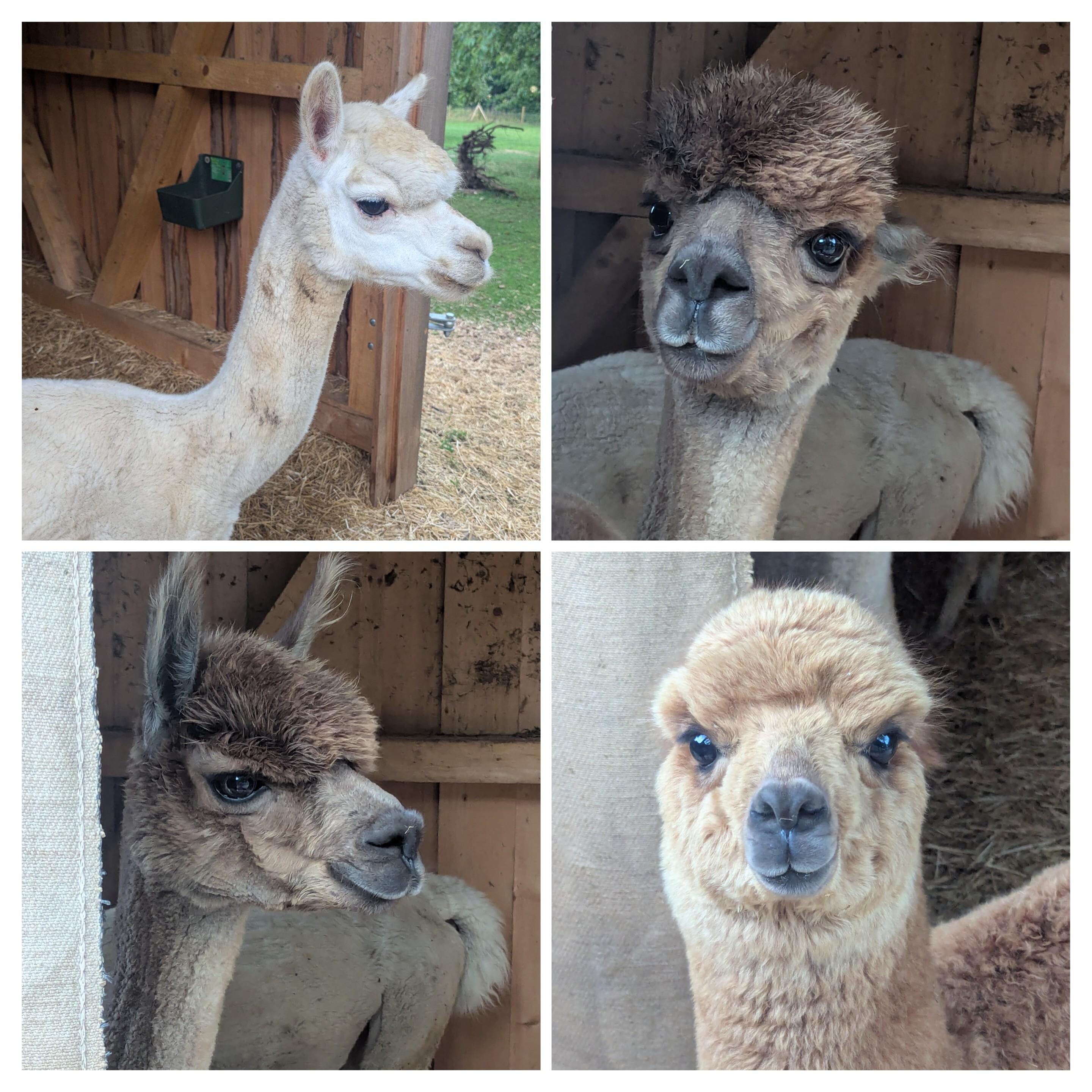 Drei Alpakas leben hier, dazu Ziegen, Schafe, Hühner, Enten, Kaninchen und eine Katze. Kinder dürfen beim Versorgen helfen.