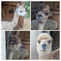 Drei Alpakas leben hier, dazu Ziegen, Schafe, Hühner, Enten, Kaninchen und eine Katze. Kinder dürfen beim Versorgen helfen.